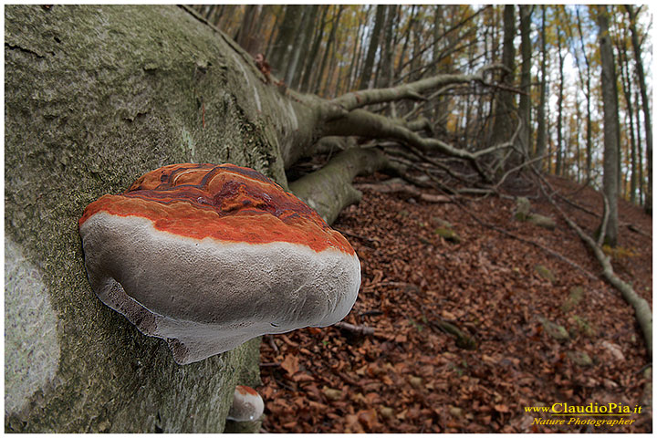 Ganoderma? Piptoporus??